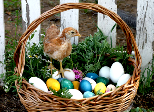 Description: http://www.waldorftoday.com/wp-content/uploads/2013/03/egg-basket-chicken1-boost.jpg